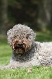LAGOTTO 049